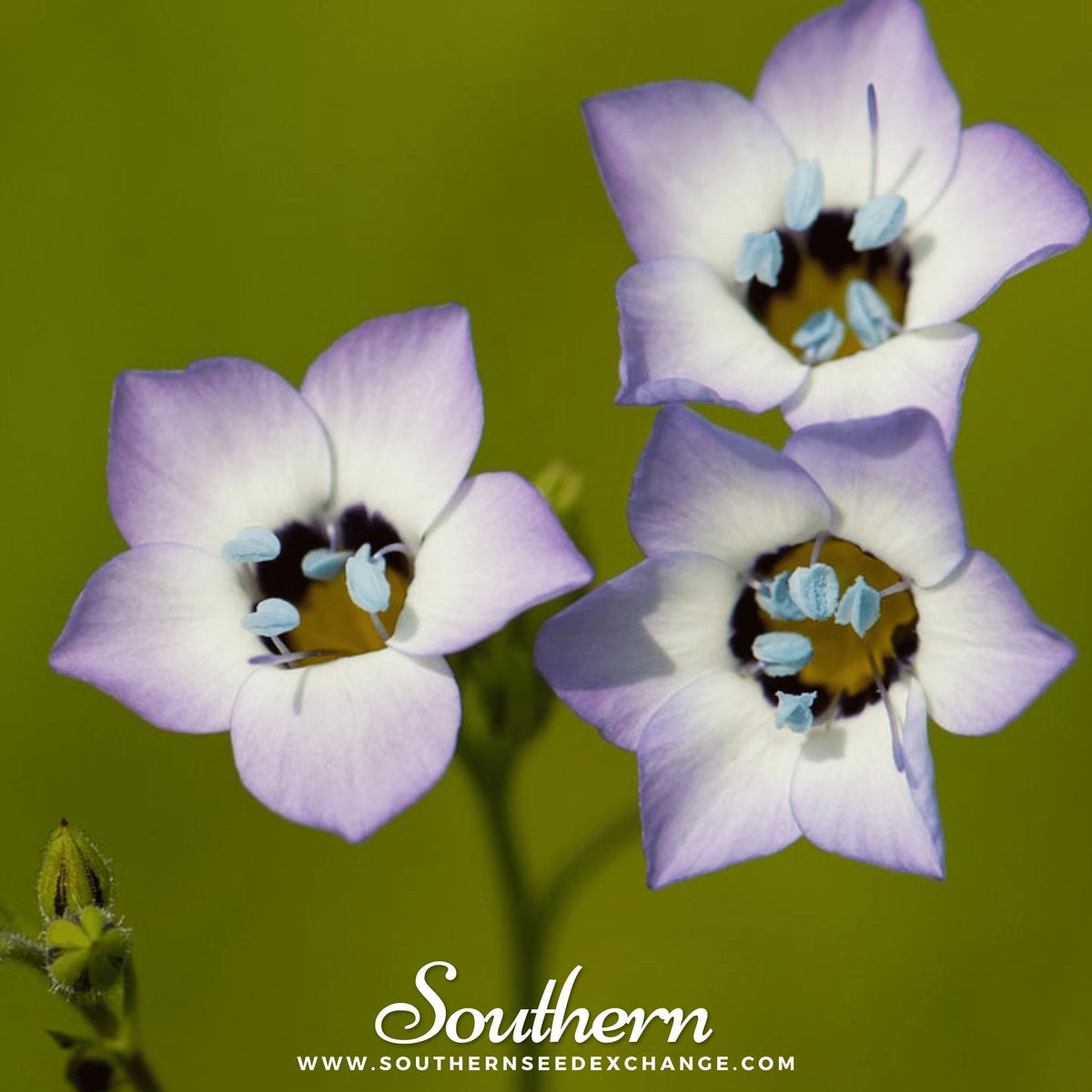 Bird's Eye Wildflower Seeds – 100 Heirloom Gilia tricolor Native California Pollinator Attracting Flowers
