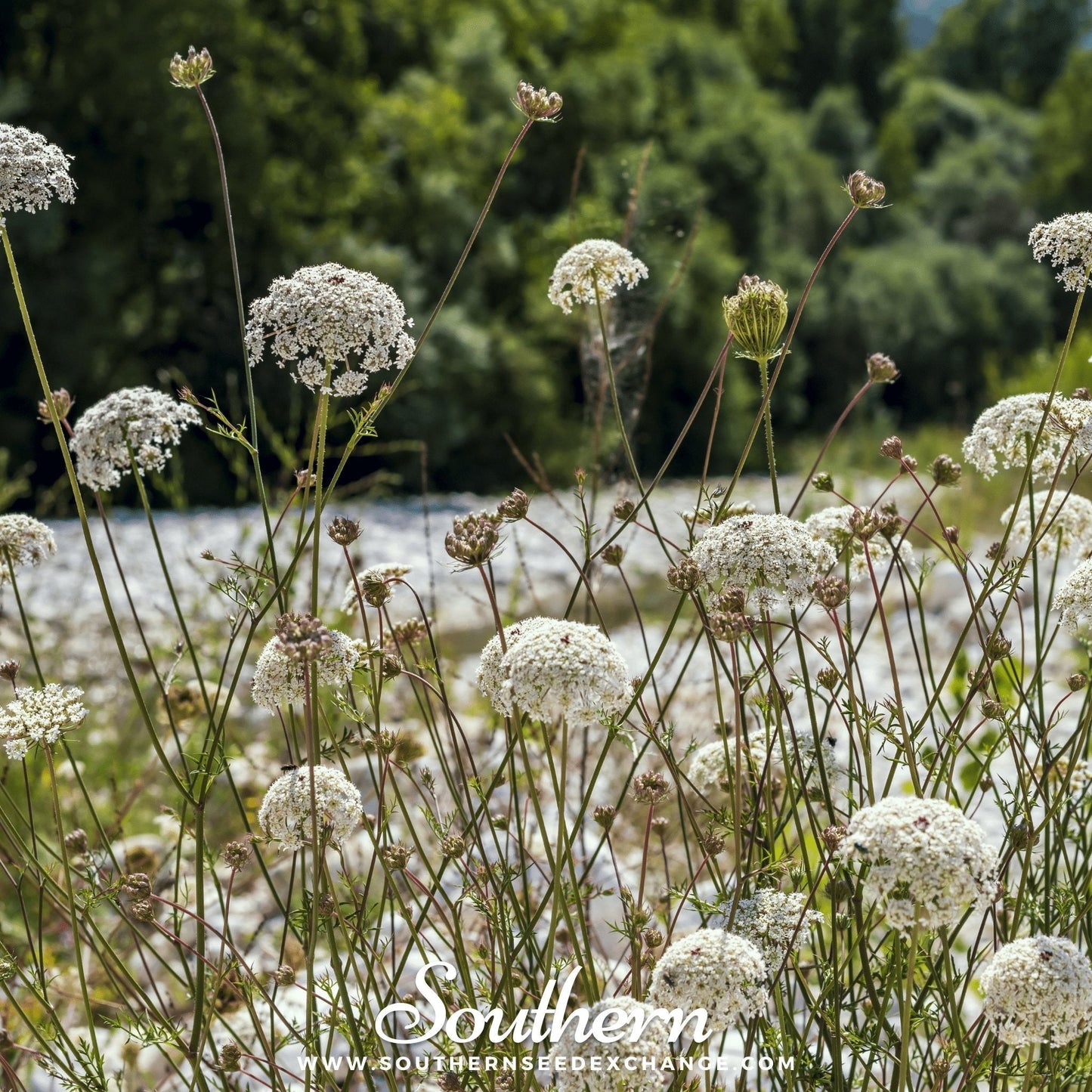Bishop's Flower Seeds – 500 Heirloom White Lace Flower for Cutting Gardens & Beneficial Insects – Ammi majus