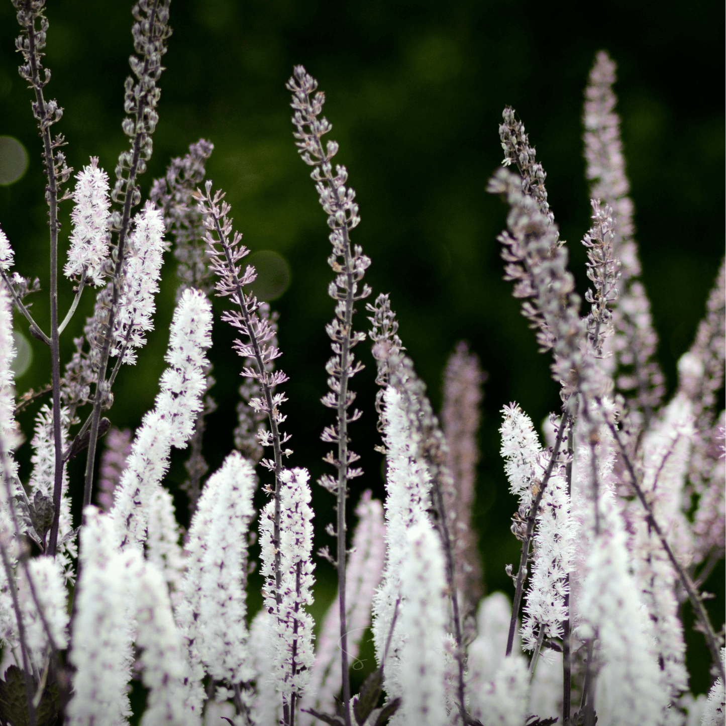 Black Cohosh Seeds – Perennial Native Plant for Shade Gardens, White Fragrant Flowers, Actaea racemosa, 25 Seeds