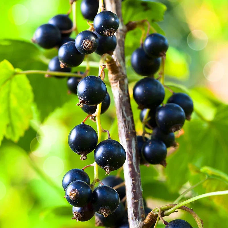 Black Currant Cuttings 8–10 Inches (8 pcs) Ribes nigrum Cassis Berry Bush for Propagation