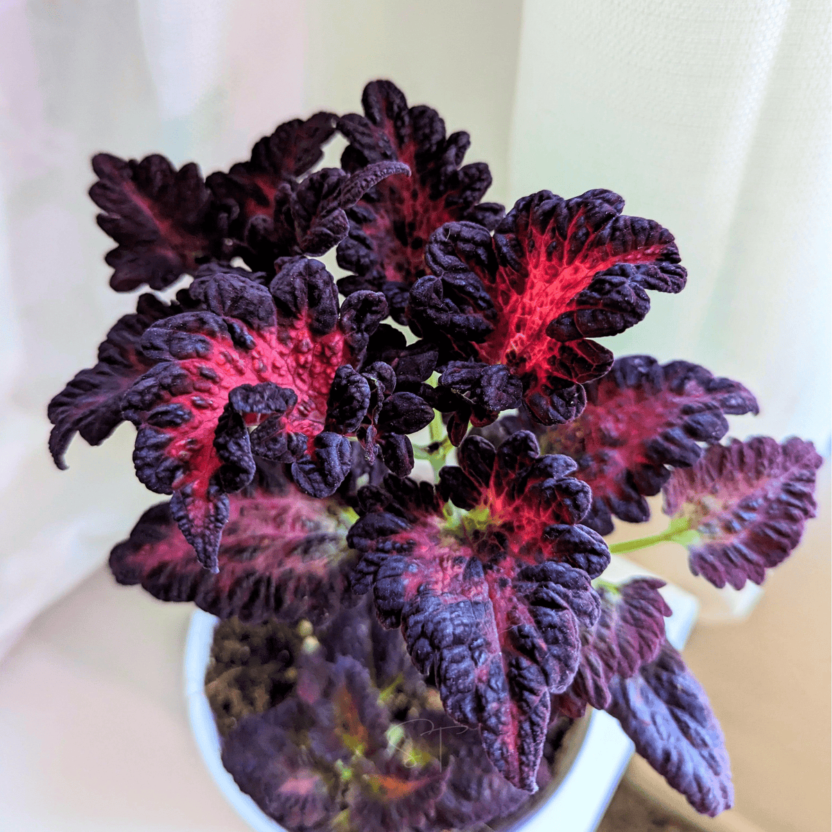 Black Dragon Coleus Seeds – Heirloom, Non-GMO, Shade Garden Foliage, Velvety Dark Purple, Ruffled Leaves, Coleus scutellarioides