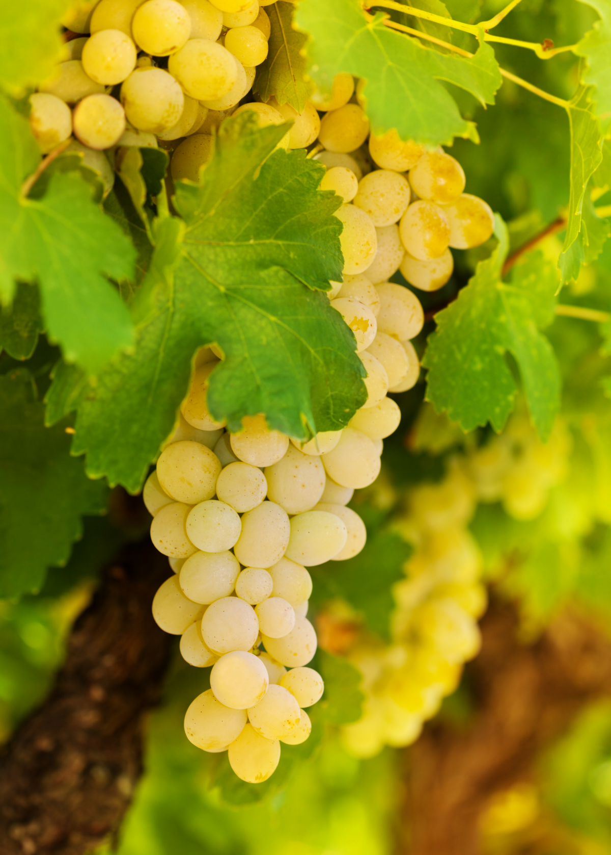 Grape Vine Blanc du Bois Vitis vinifera, Self-Fertile, Disease Resistant, Fast Growing, for Home Wine Making