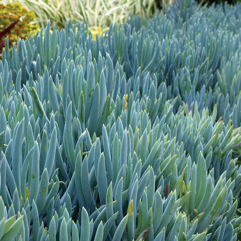 Blue Chalkstick Succulent 4-Inch Pot | Senecio serpens Drought Tolerant Blue Foliage Indoor Outdoor Plant