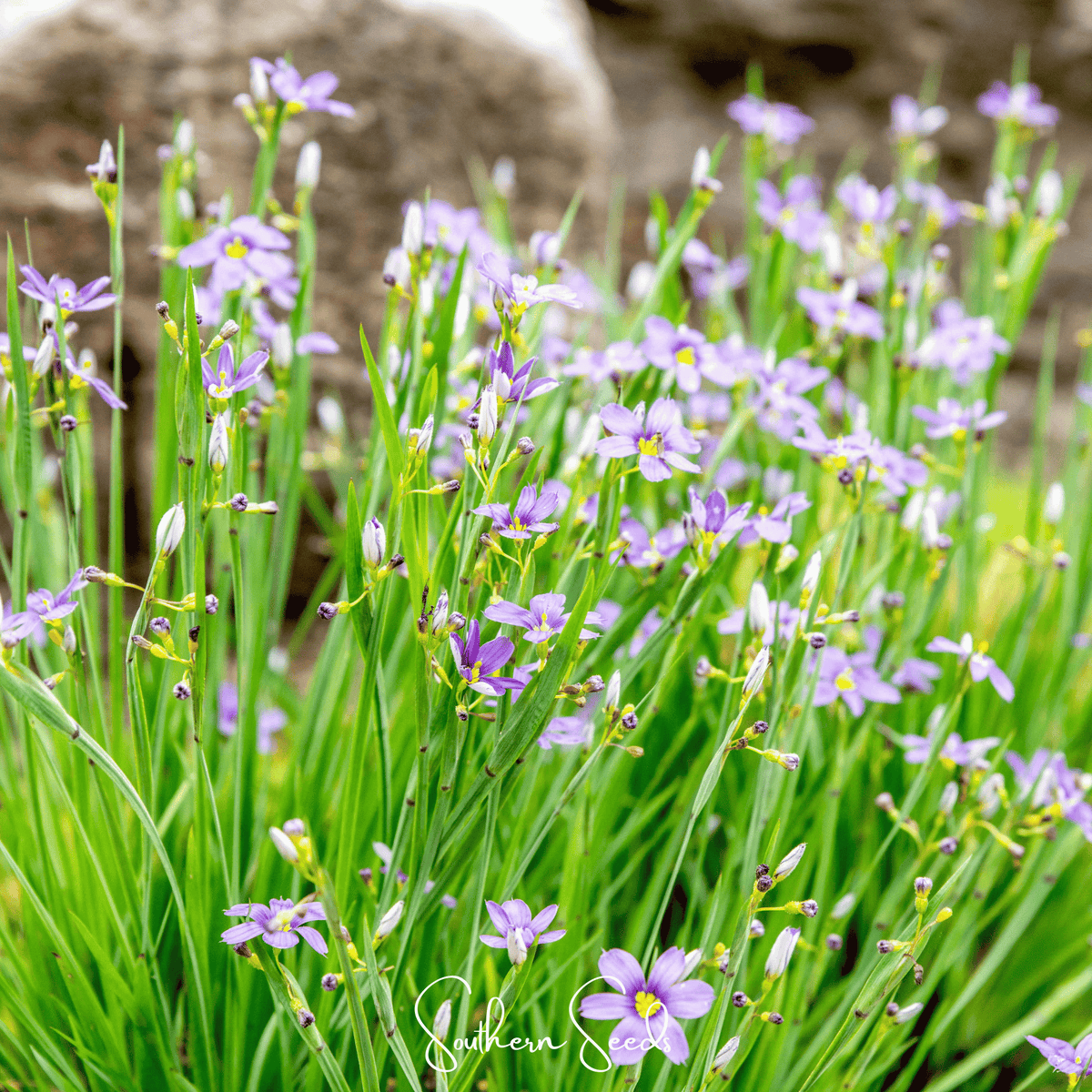 Blue Eyed Stout Grass Seeds – Native Perennial with Blue-Violet Flowers – Sisyrinchium angustifolium, 50 Seeds