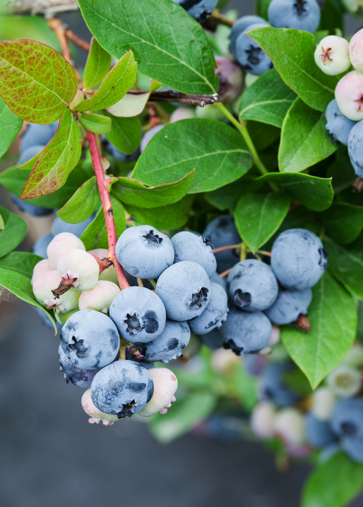 Blueberry Plant Sunshine Blue Vaccinium corymbosum Dwarf Self-Pollinating Container Plant