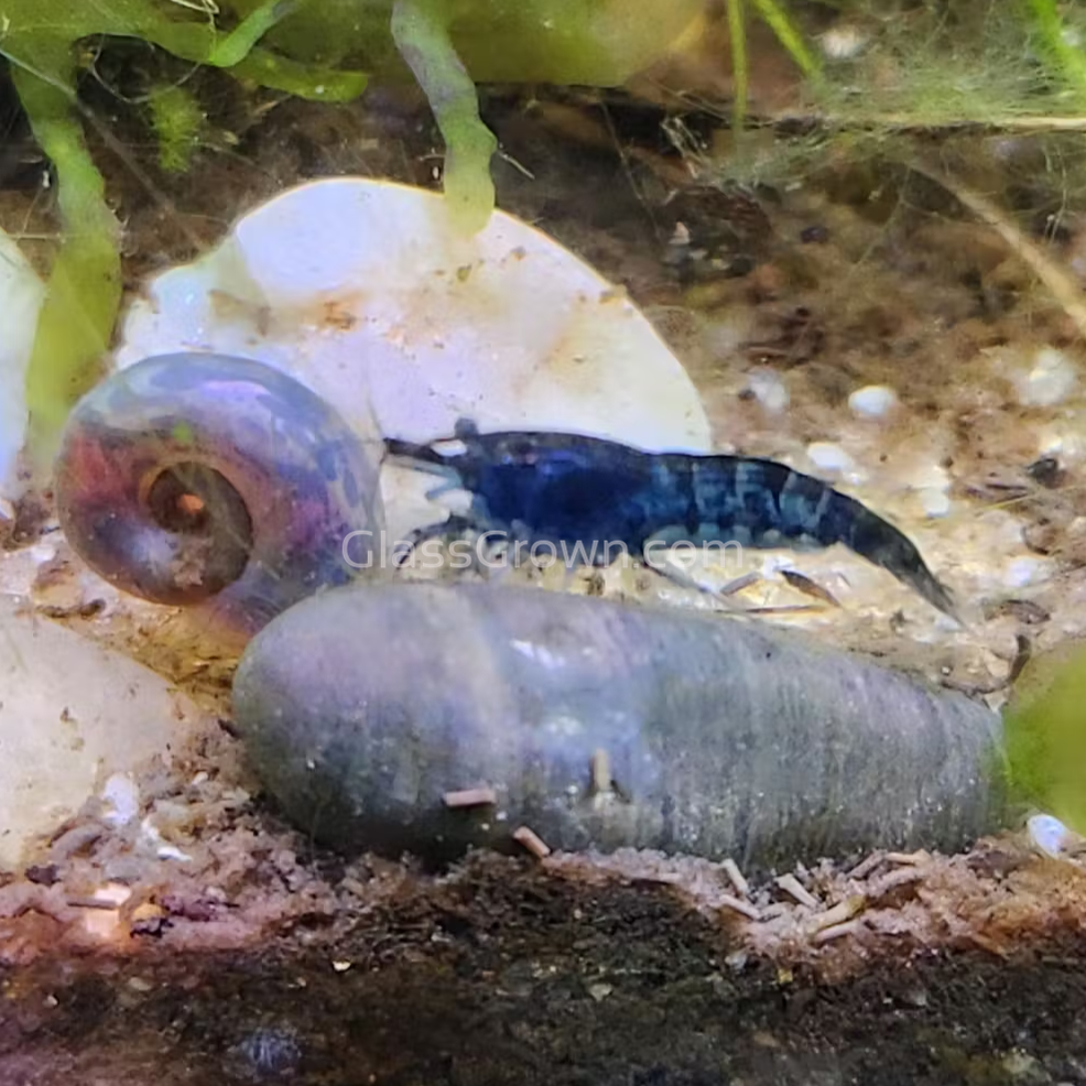 Blue Dream Dwarf Shrimp 10+ Pack