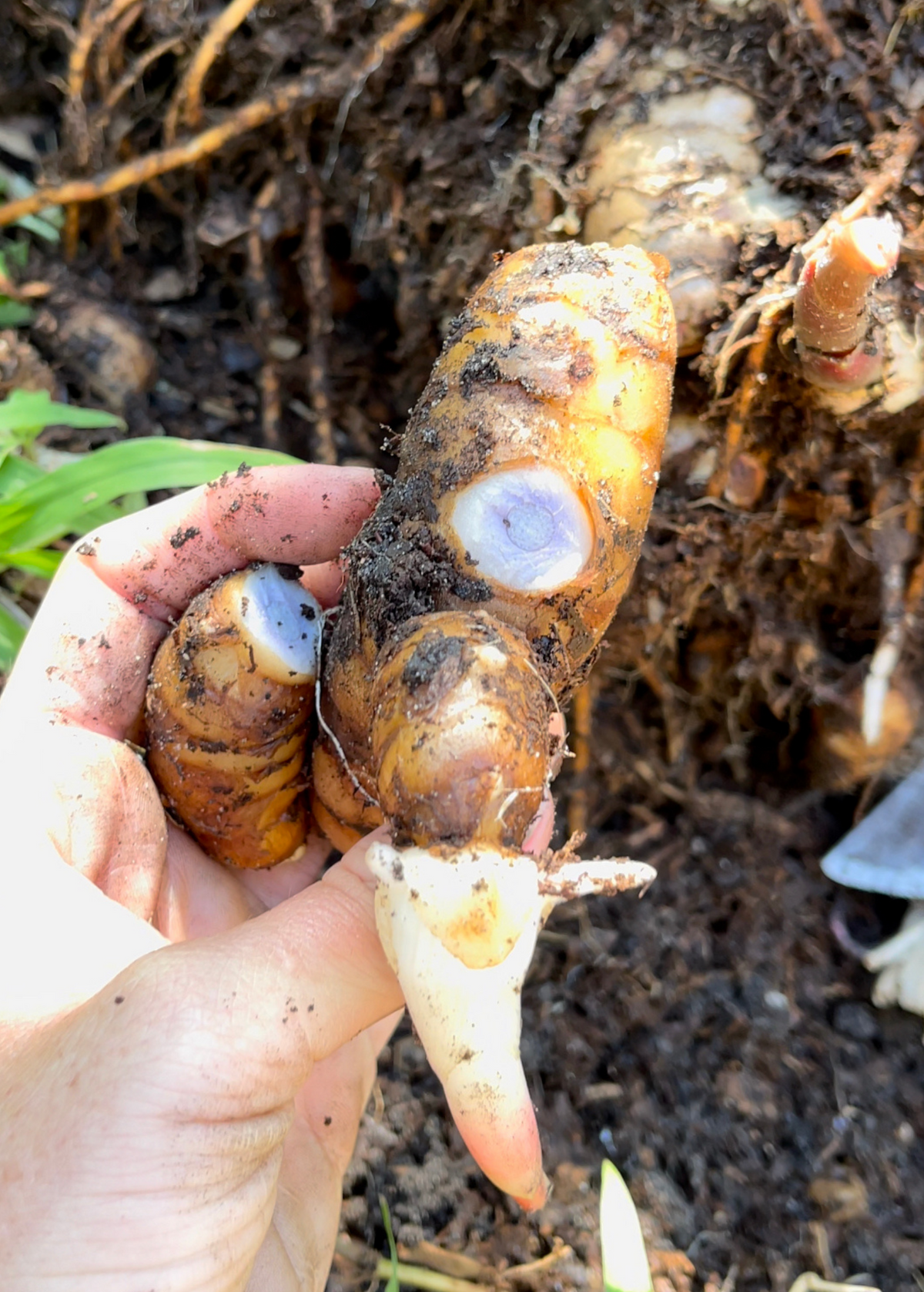 Rare Blue Ginger Rhizome - Dichorisandra thyrsiflora, Unique Blue-Black Flesh, Aromatic Spice, Edible Root, Native to India
