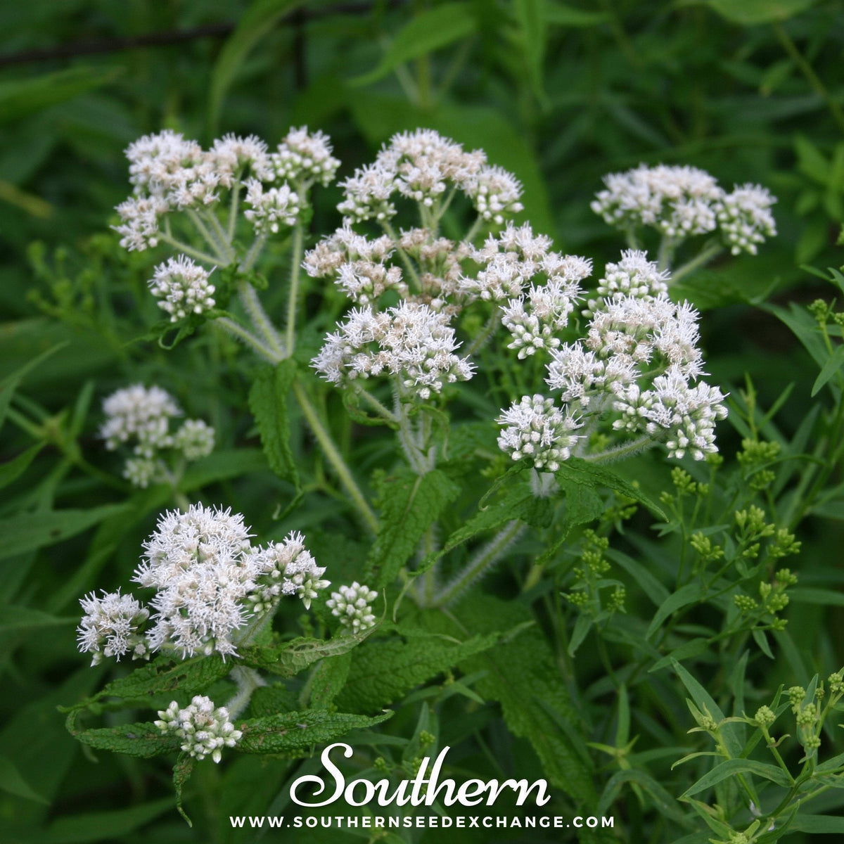 Boneset Seeds - Perennial Native Herb for Pollinator Gardens & Traditional Medicine, Eupatorium perfoliatum, 100 Seeds