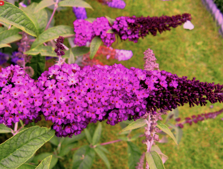 Live Royal Red Butterfly Bush in 1 Pint Pot | Fragrant Red-Purple Blooms, Butterfly & Pollinator Magnet, Drought Tolerant, Buddleja davidii