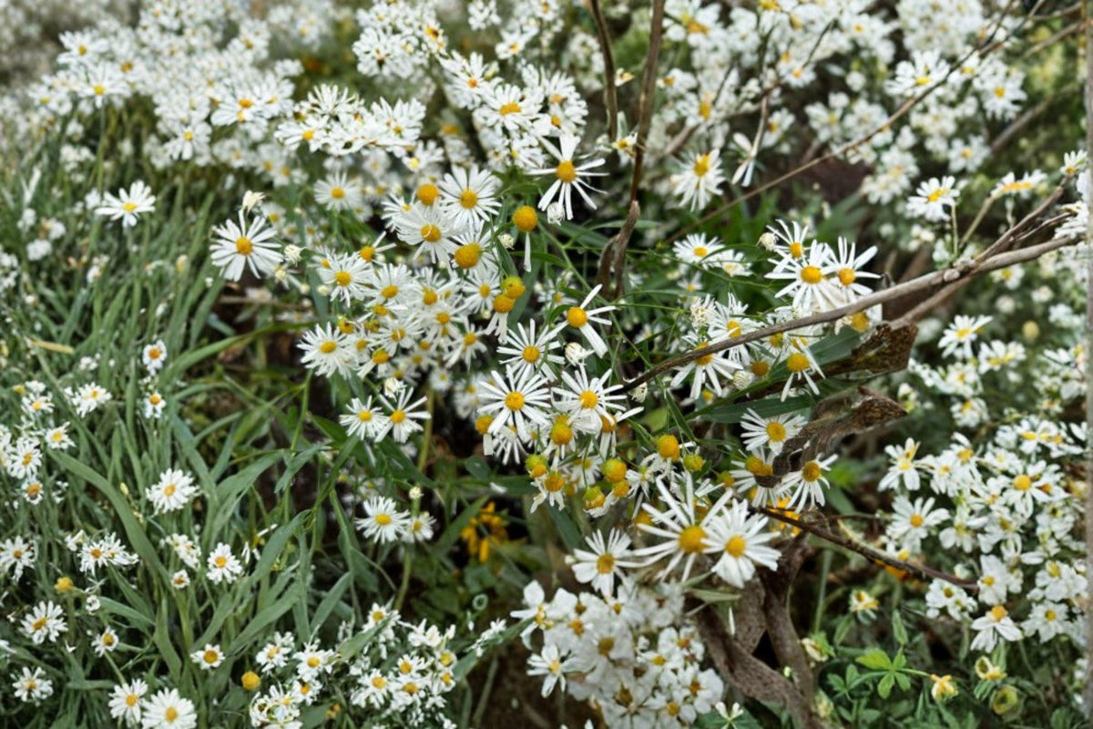 False Aster Seeds – 500 White Boltonia asteroides Wildflower for Pollinators, Native Perennial Plant