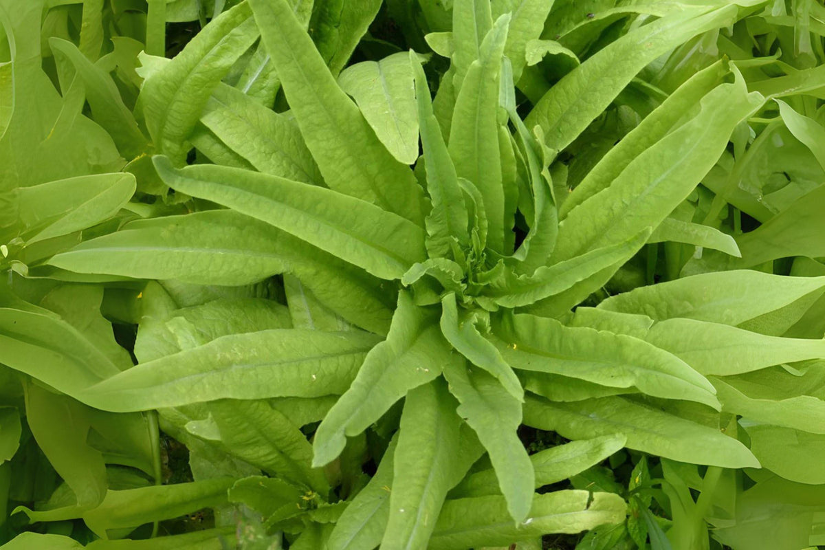Asparagus Lettuce Seeds - Yu Mai (Lactuca sativa var. asparagina) - Heirloom Asian Greens for Salad, Stir-fry, 200 Seeds