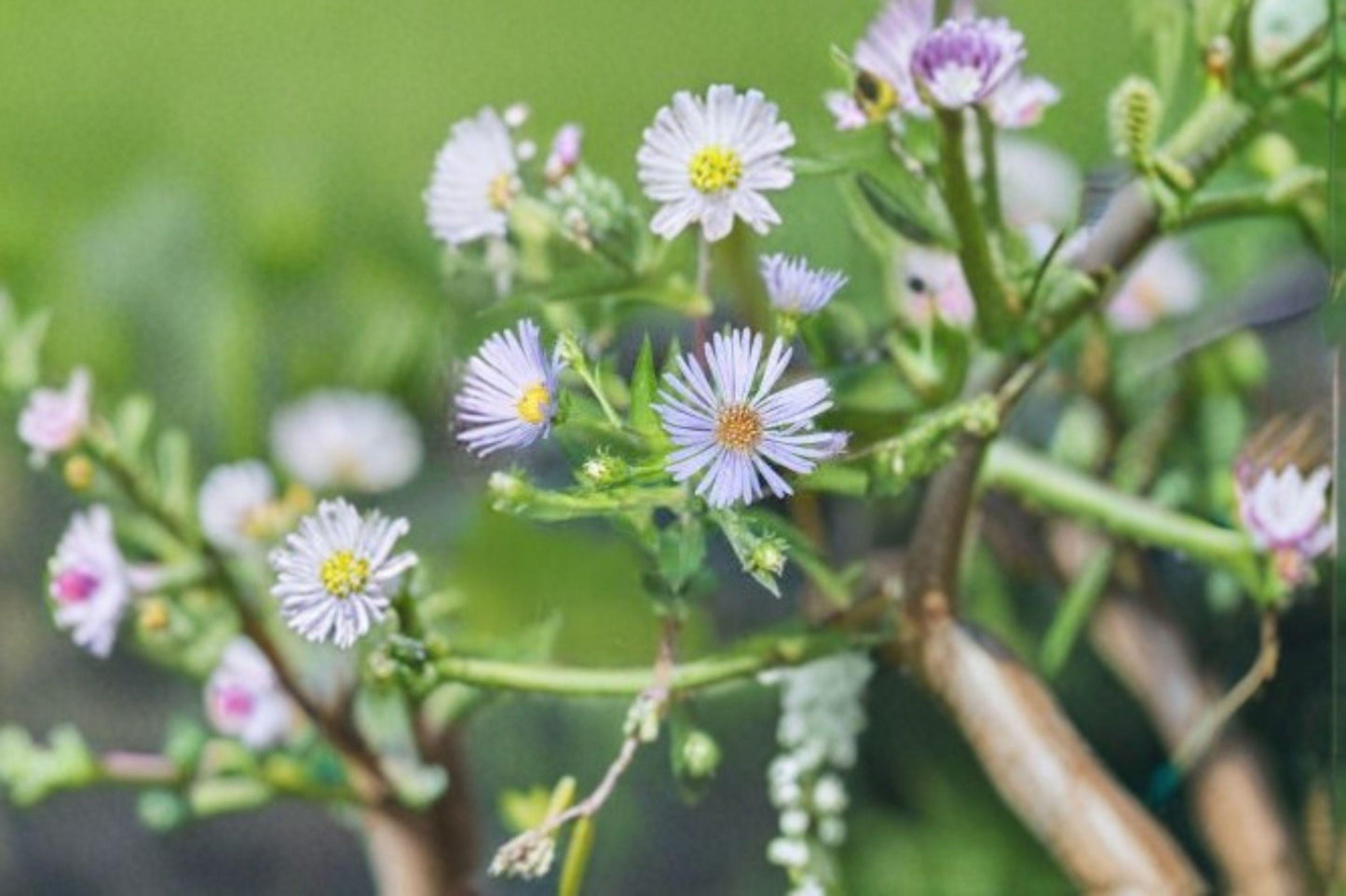 350 Seeds Symphyotrichum puniceum Purple-stemmed Aster Native Pollinator Wildflower Perennial Seed