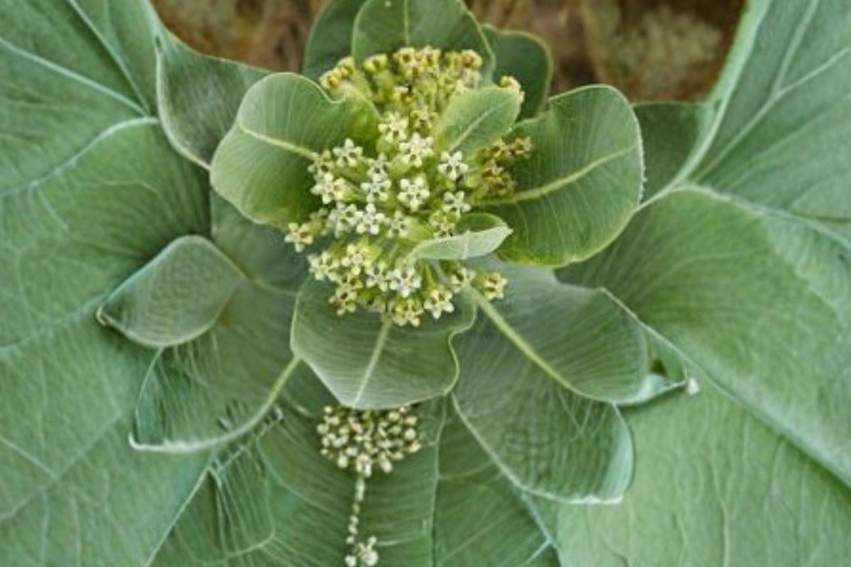 Western Sand Milkweed Seeds – Native Perennial Wildflower for Monarch Habitat – Asclepias arenaria