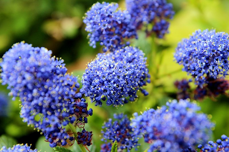 Ceanothus California Lilac 3 Unrooted 6" Live Flower Plant Cuttings Shrub