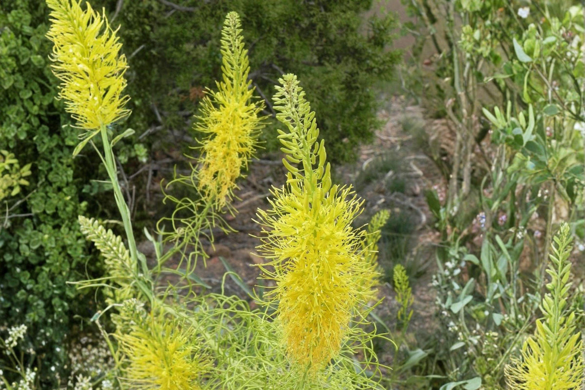 Prince’s Plume Seeds – Stanleya pinnata – Drought-Tolerant Wildflower – Yellow Desert Flower – Native Perennial Seed Pack