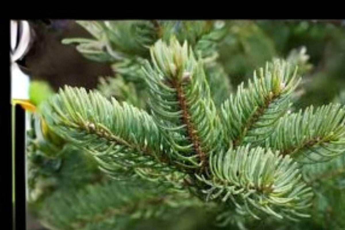 Balsam Fir Tree Seeds, Fragrant Evergreen Christmas Tree, Abies balsamea, 250 mg