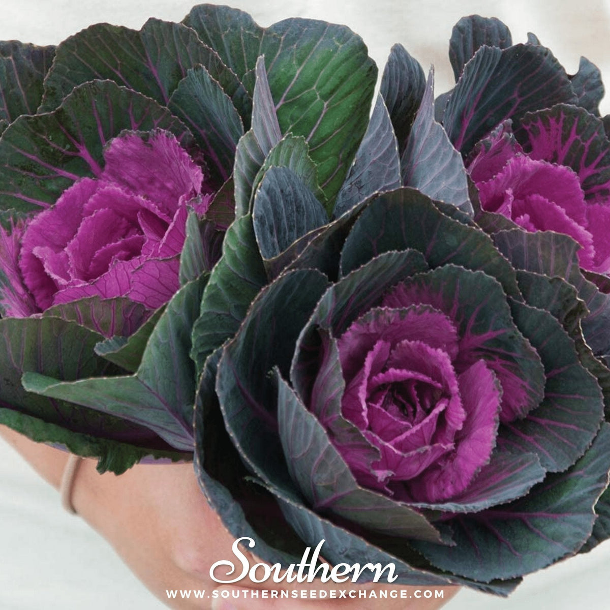 Red Ornamental Cabbage Seeds – 10 Non-GMO F1 Hybrid Brassica Oleracea for Garden, Landscaping, and Decorative Planting