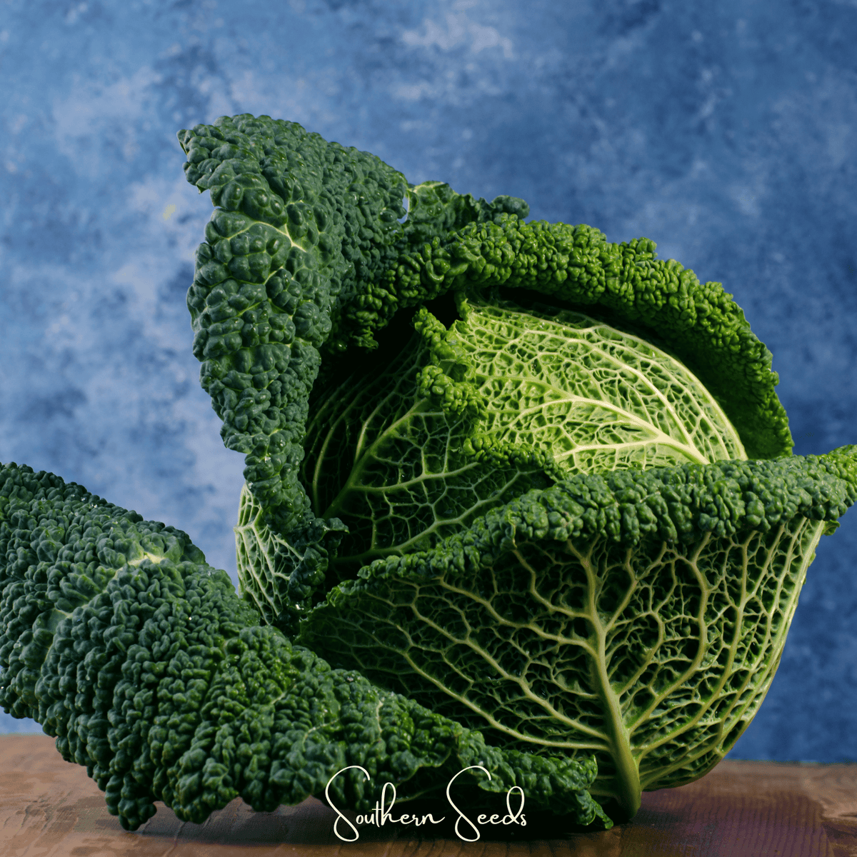 Savoy Cabbage Seeds – Heirloom, Open Pollinated, Cold-Hardy, 100 Seeds Brassica oleracea
