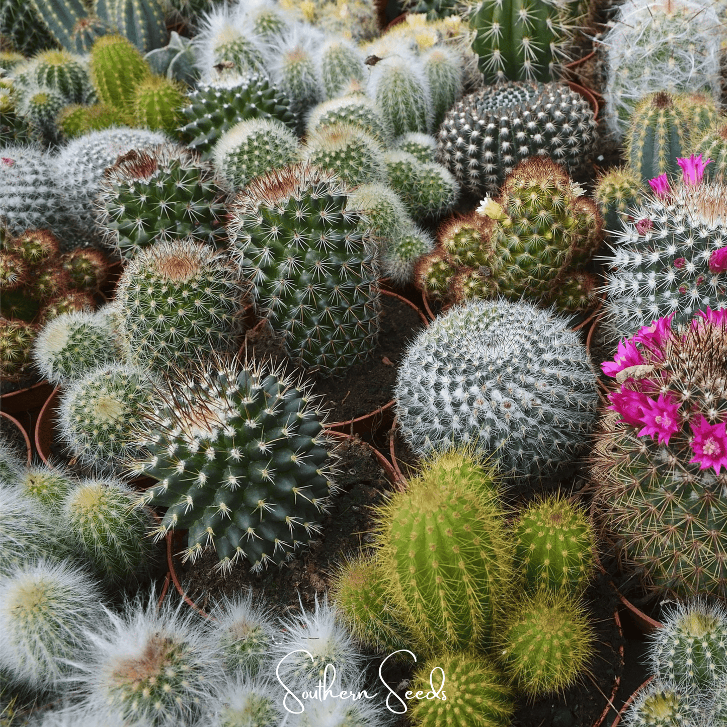 Cactus Seeds Mix – 30 Heirloom Succulent Seeds for Indoor Garden, Drought-Tolerant, Perennial, Non-GMO, American Grown