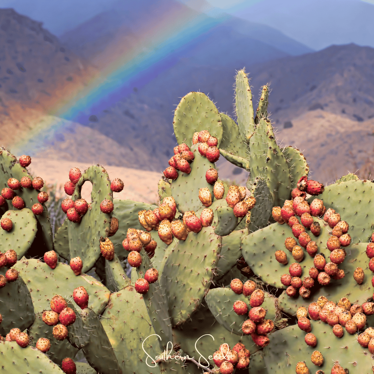 Prickly Pear Cactus Seeds | Edible Opuntia ficus-indica | Drought-Tolerant, Heirloom, Low-Water Landscape Plant