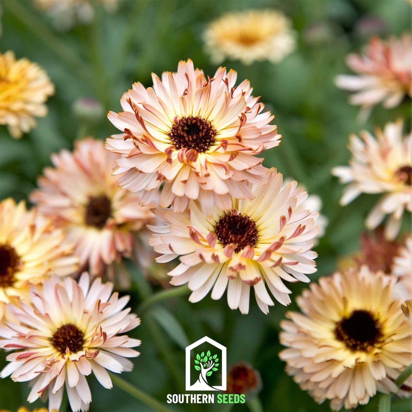 Sunset Buff Calendula Seeds – Heirloom Pot Marigold, Edible Flowers, Medicinal Herb, 50 Seeds