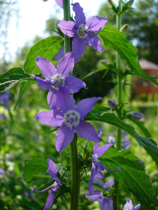 Campanula Americana Seeds 500 | Native Wildflower, Blue Violet Bell-Shaped Blooms, Pollinator Plant