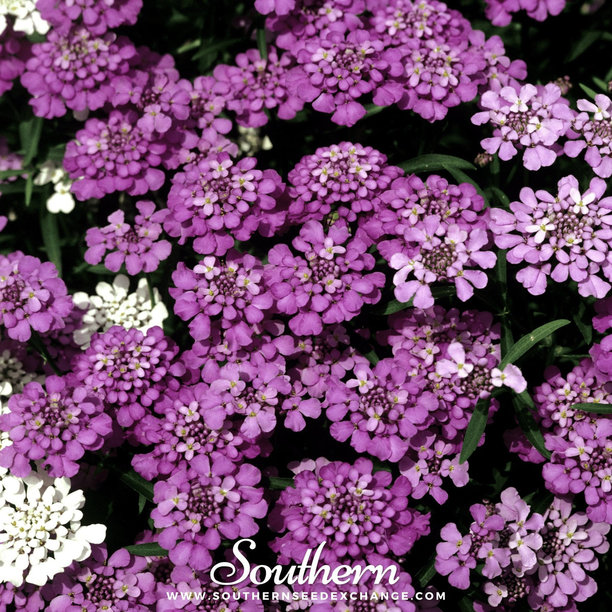 Globe Annual Candytuft Seeds – 50 Premium American Grown Flower Seeds for Cottage Gardens, Containers, and Sunny Slopes (Iberis sempervirens)