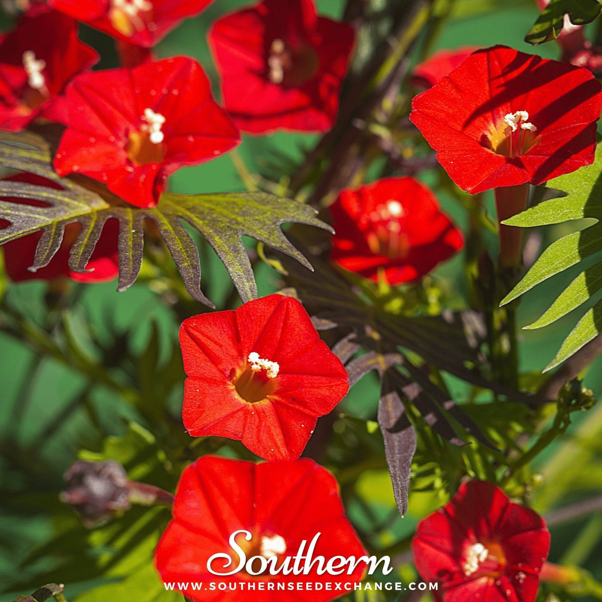 Cardinal Climber Seeds – Ipomoea Quamoclit Cardinalis – Red Trumpet Vine for Arbors, Fences & Trellises – Hummingbird Favorite Annual Plant
