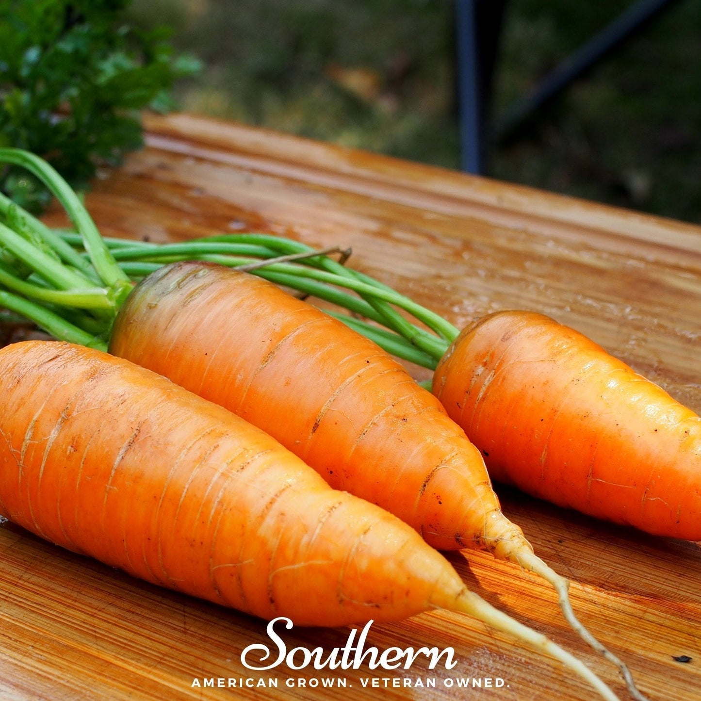 Chantenay Red Core Carrot Seeds – Heirloom, Non-GMO, Open Pollinated, 250 Seeds, Sweet Orange, 5-7" Long, USDA Zones 3-12
