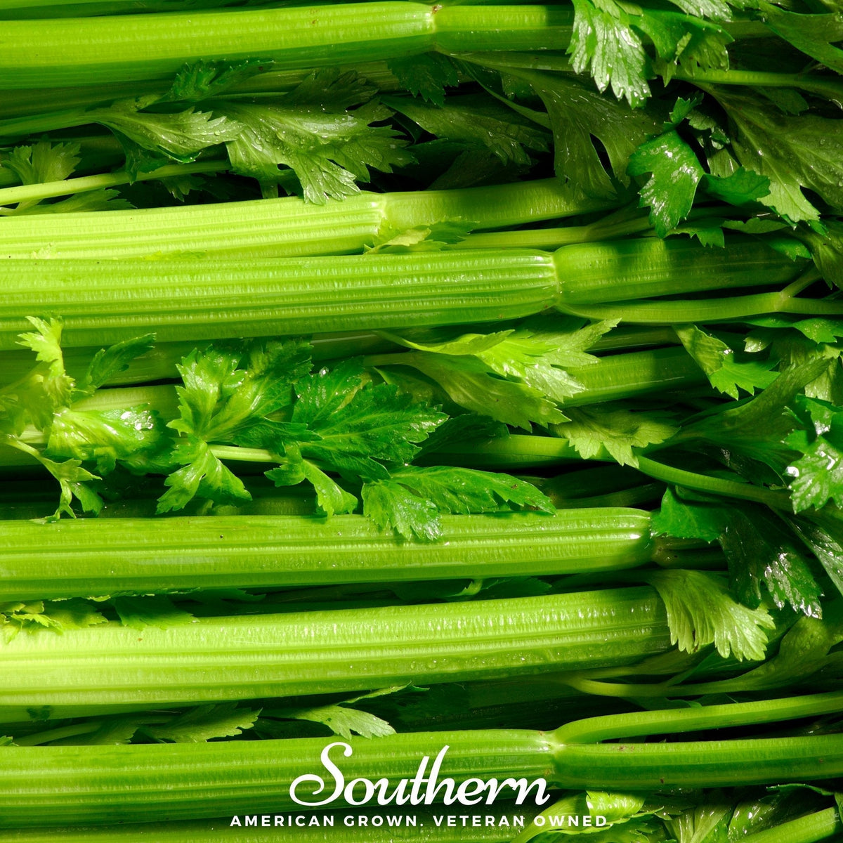 Tendercrisp Celery Seeds – Heirloom, Non-GMO, 300 Seeds, Compact Heads, Sweet Mild Flavor, Apium graveolens