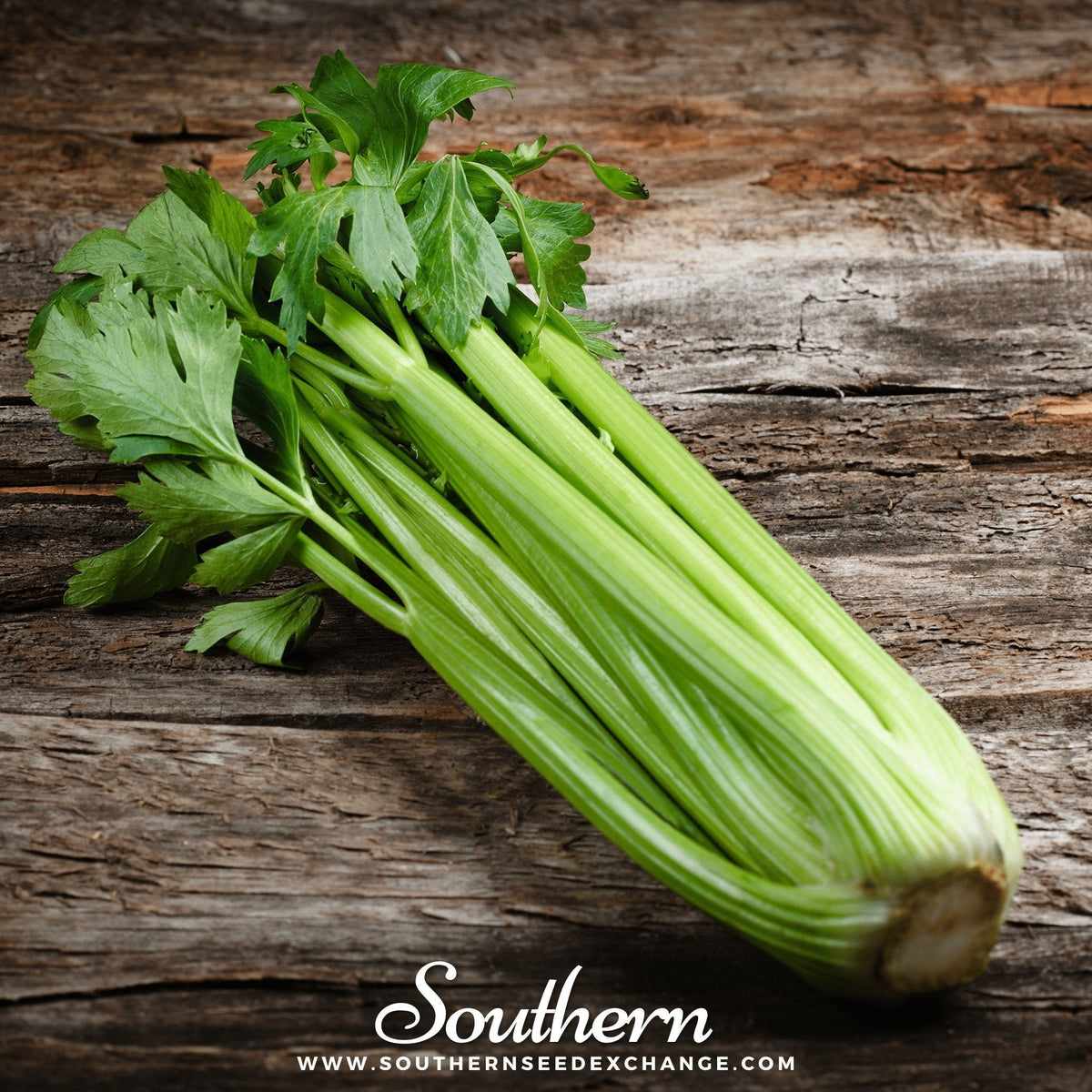 Utah 52-70 Celery Seeds – Heirloom, Open Pollinated, Non-GMO, 300 Seeds, Crisp Stalks, All-Purpose, Apium graveolens