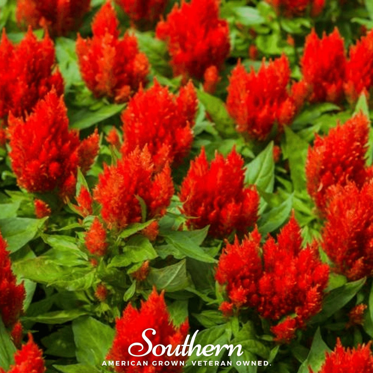 Nana Glitter Scarlet Celosia Seeds – Woolflower, Ornamental Annual, Bright Red, Amaranth Family, Easy to Grow, Non-GMO, USDA Zones 3-10