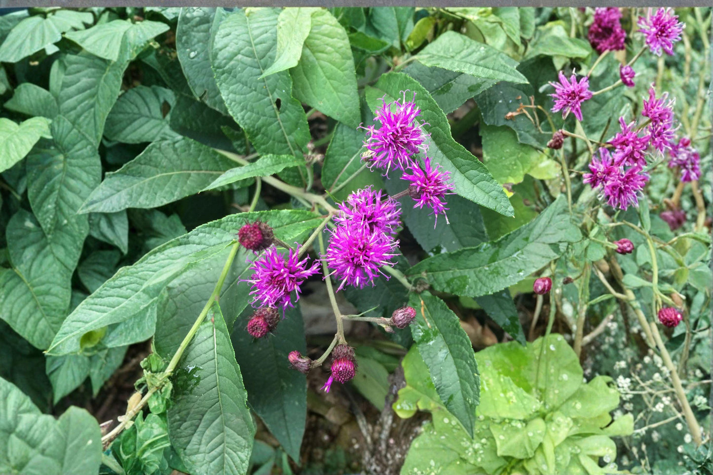 100 mg Native Wildflower Seeds | Vernonia noveboracensis | New York Ironweed Perennial for Pollinator Gardens