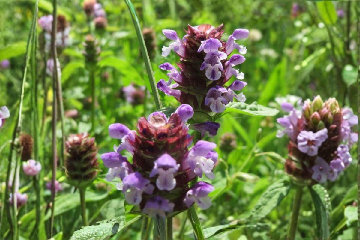 Heal All Seeds – Prunella vulgaris Herbaceous Perennial Groundcover for Pollinators and Edible Herb, 100 Seeds