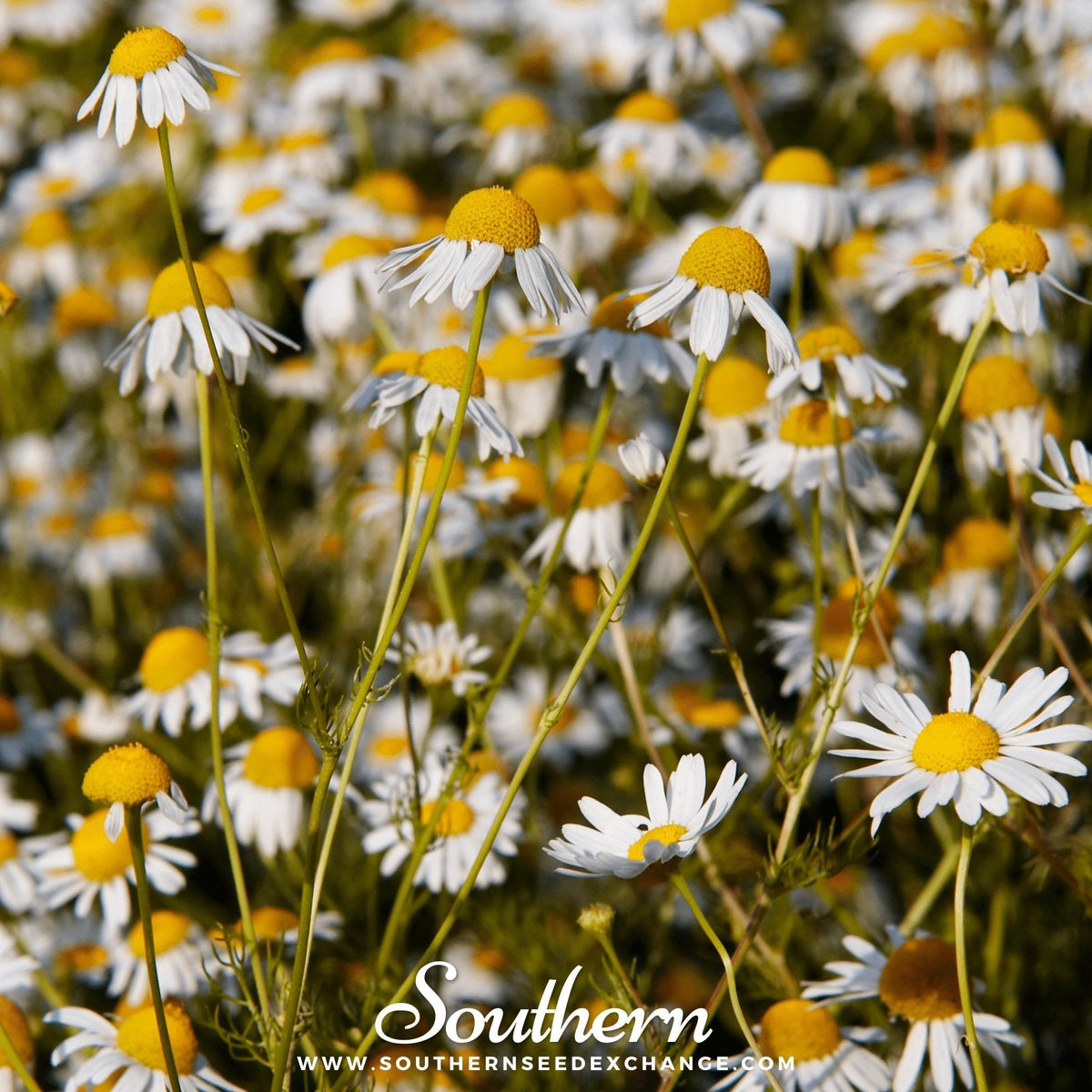 German Chamomile Seeds – Heirloom, Open Pollinated, 200 Seeds for Tea, Daisies, Matricaria recutita, Easy to Grow Herb