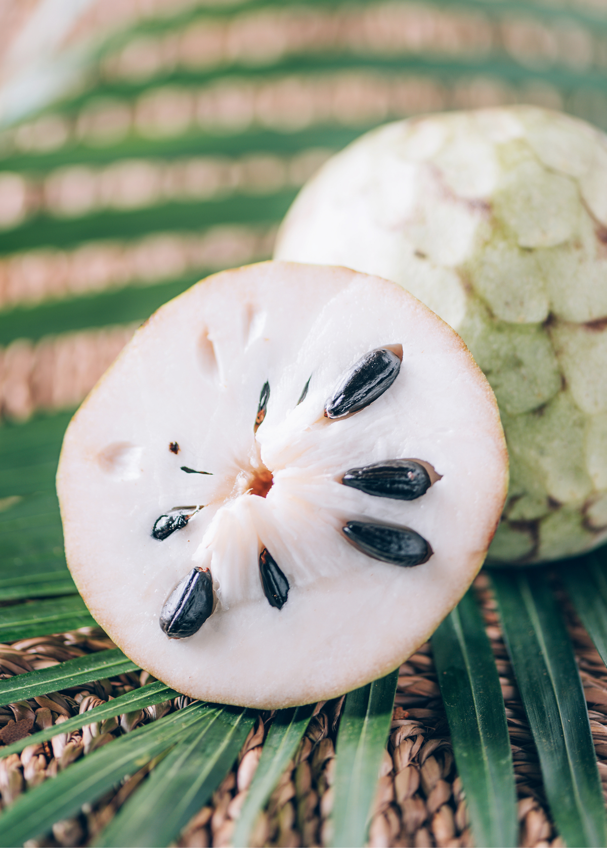 Cherimoya Fruit Tree - Small Semi-Deciduous Tree with Custard Apple Fruits - Annona cherimola