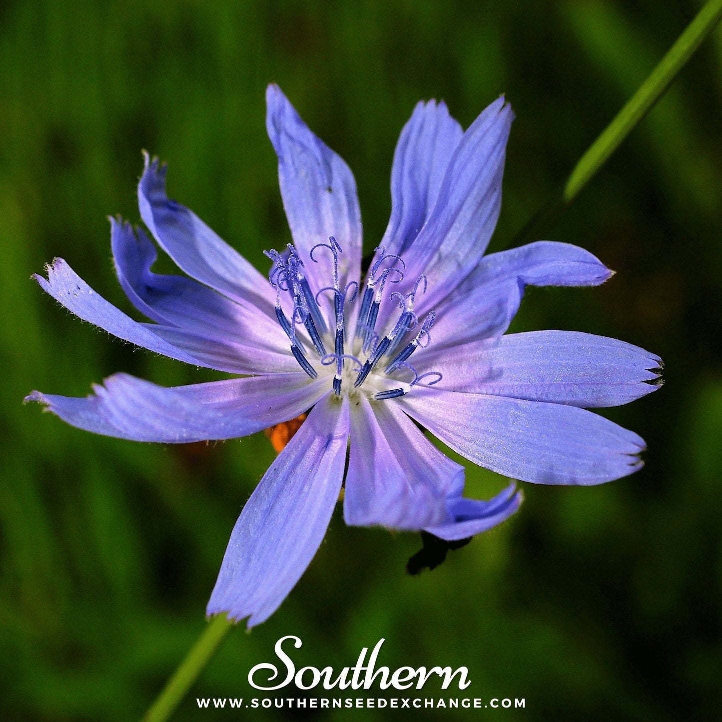 Chicory Seeds 200 Packets Heirloom Cichorium intybus Perennial Herb for Coffee & Salad