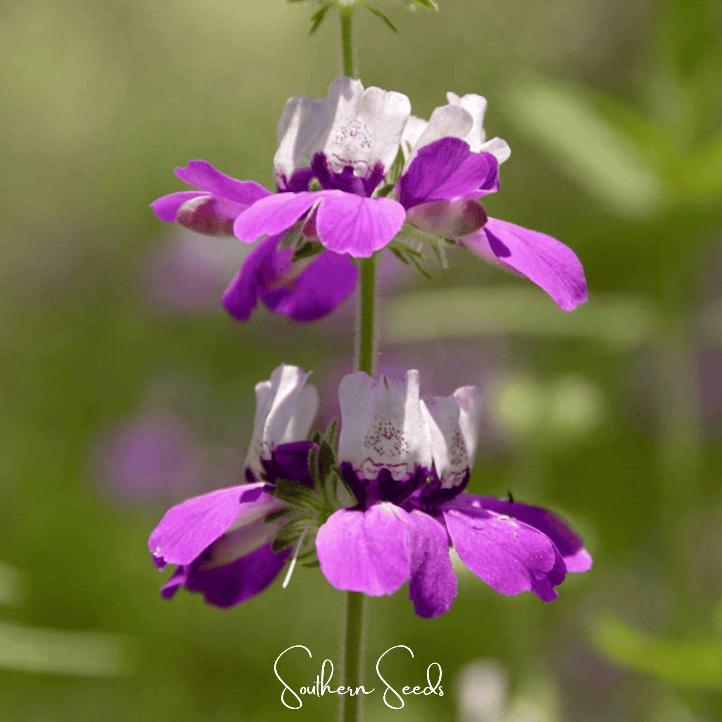 Chinese House Seeds - Innocence, Heirloom, Non-GMO, Annual Flower, Collinsia heterophylla, 100 Seeds