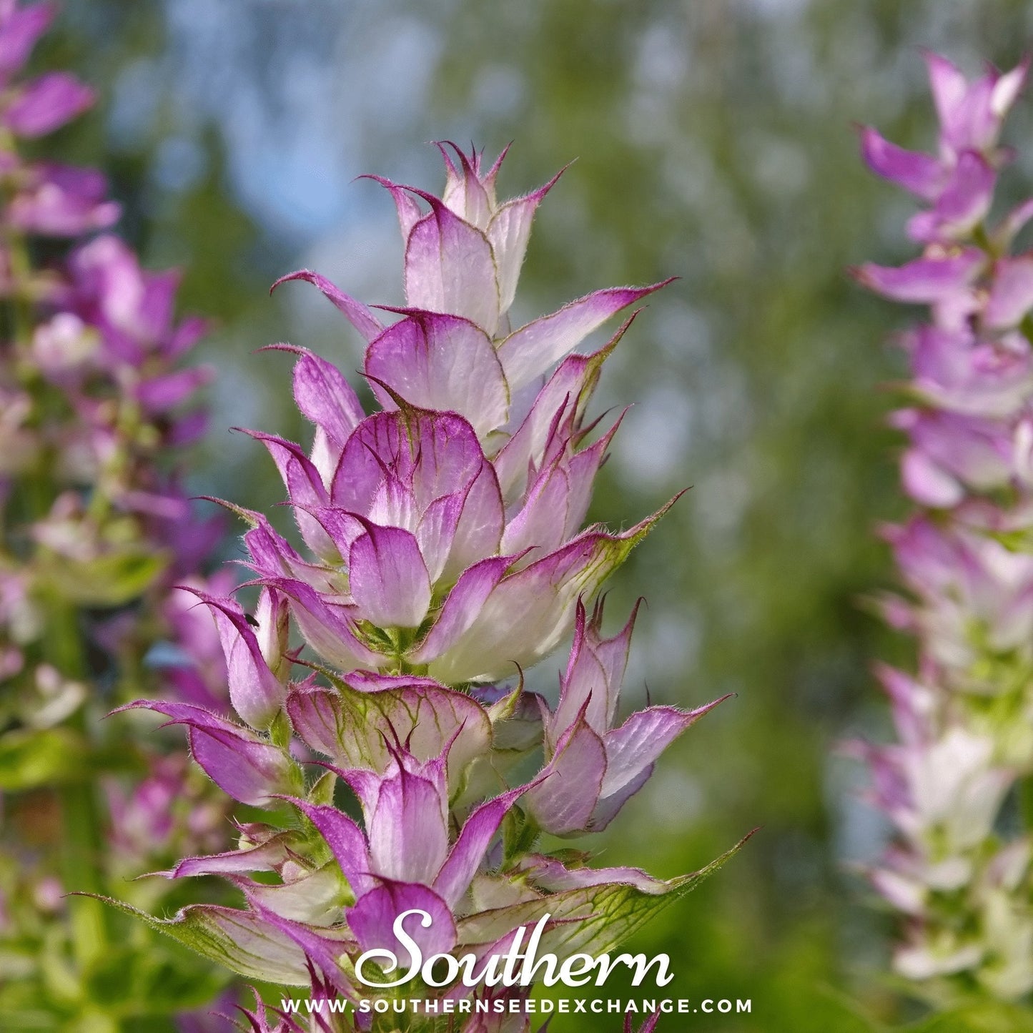 Clary Sage Seeds – 50 Non-GMO Heirloom Herb Seeds for Garden, Full Sun, Well-Drained Soil, USDA Zones 4-10