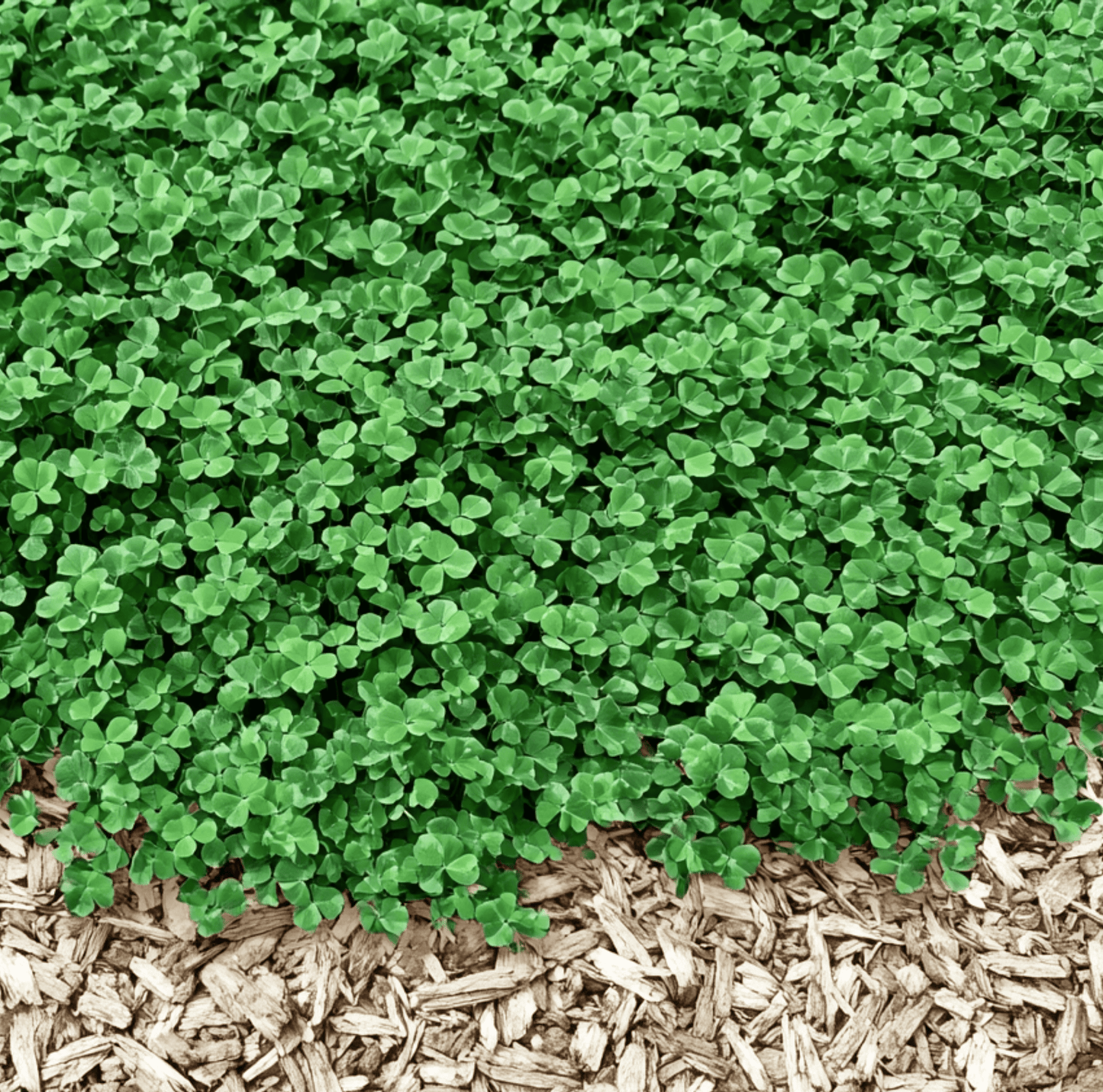 Micro Clover Seeds (Mini) – 10,000 Non-GMO Trifolium repens Lawn Alternative, Low Maintenance, Drought Tolerant, Weed Suppressor