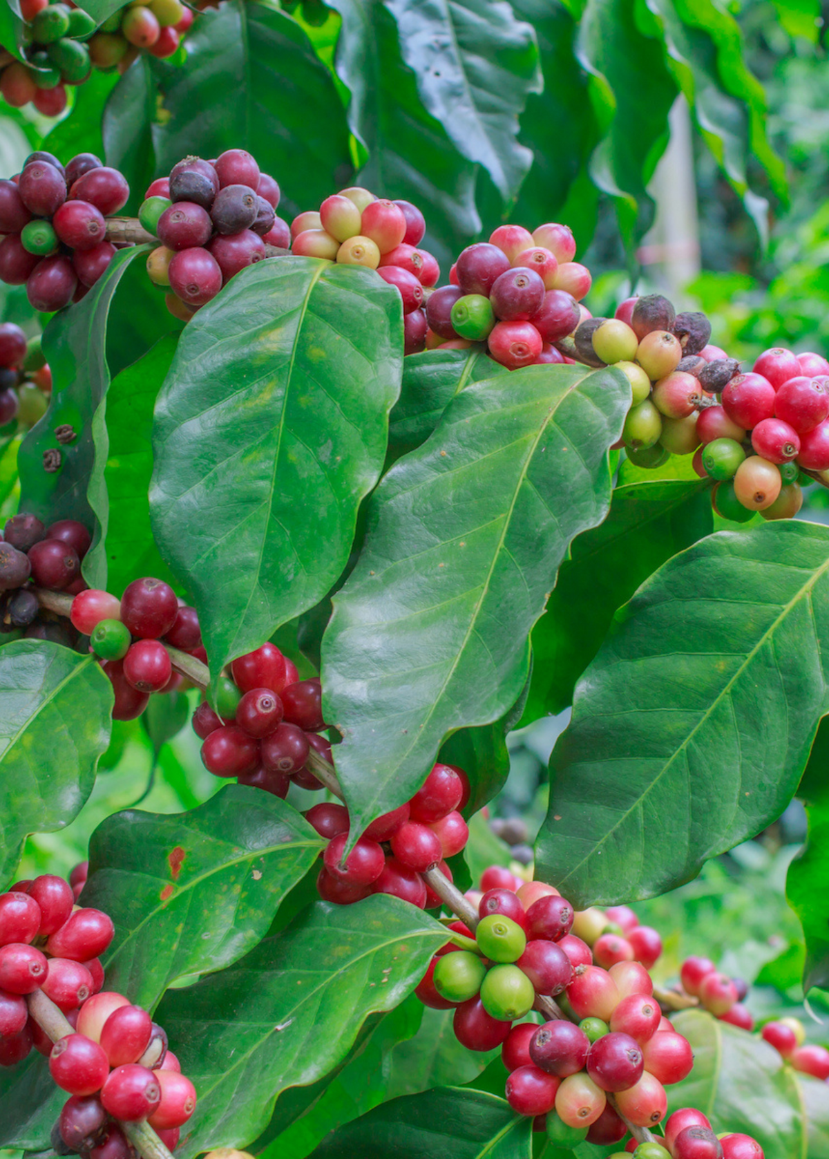 Coffee Liberica Beans – Rare Full-Bodied Coffee Variety with Floral, Fruity Aroma, Hardy and Pest-Resistant