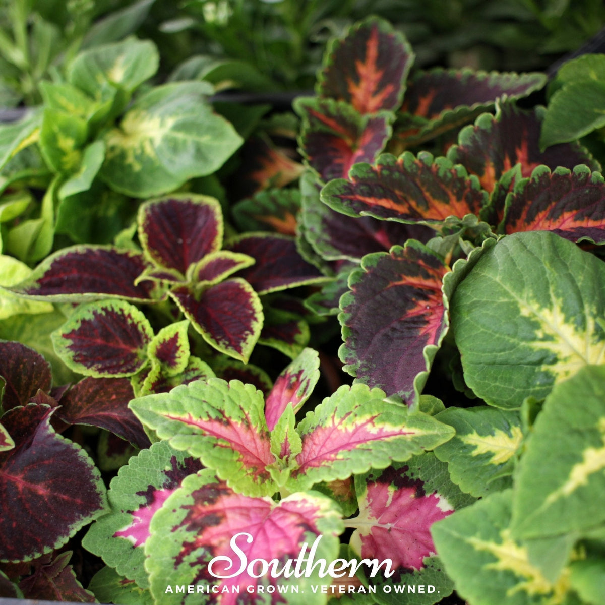 Rainbow Mix Coleus Seeds – Heirloom, Multi-Colored Foliage, Tropical Shade Garden, Container Plant, Coleus scutellarioides