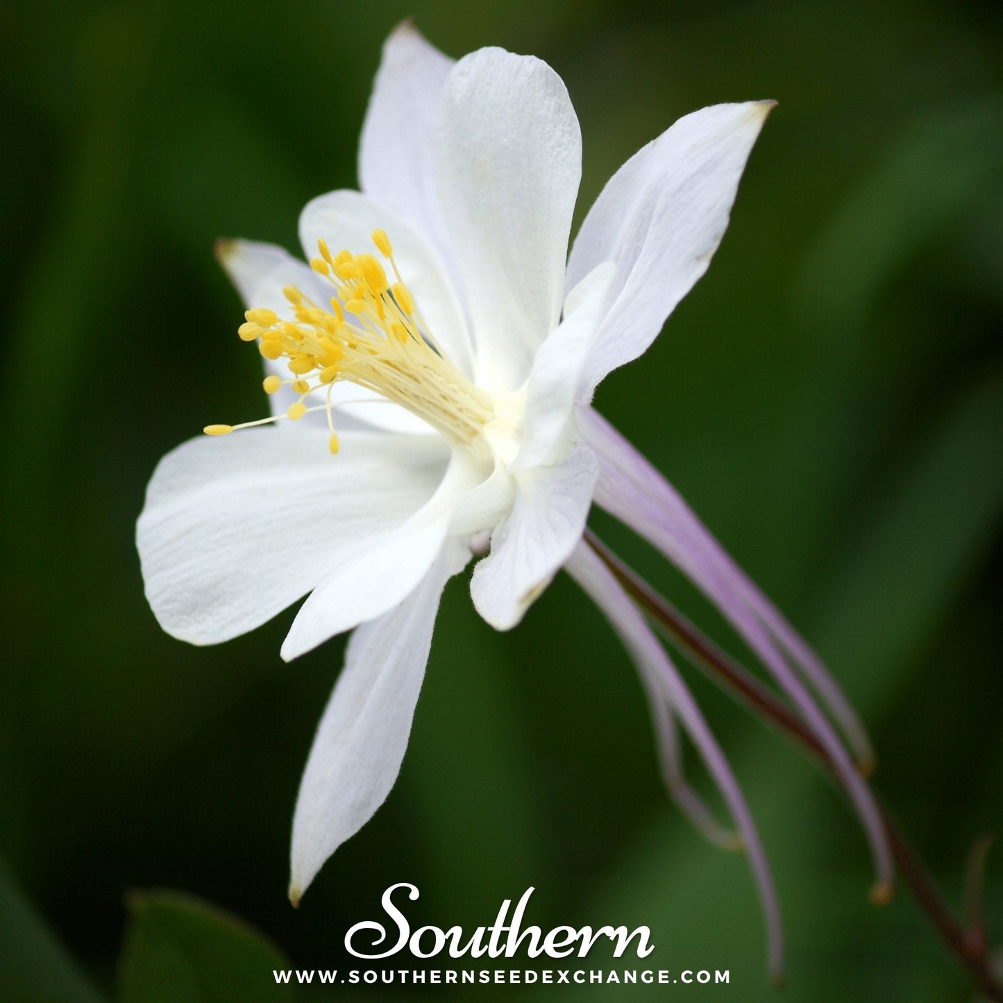Crystal Star Columbine Seeds - Aquilegia Caerulea Heirloom Non-GMO Perennial for Garden, Cut Flowers, Butterfly & Hummingbird Attractant