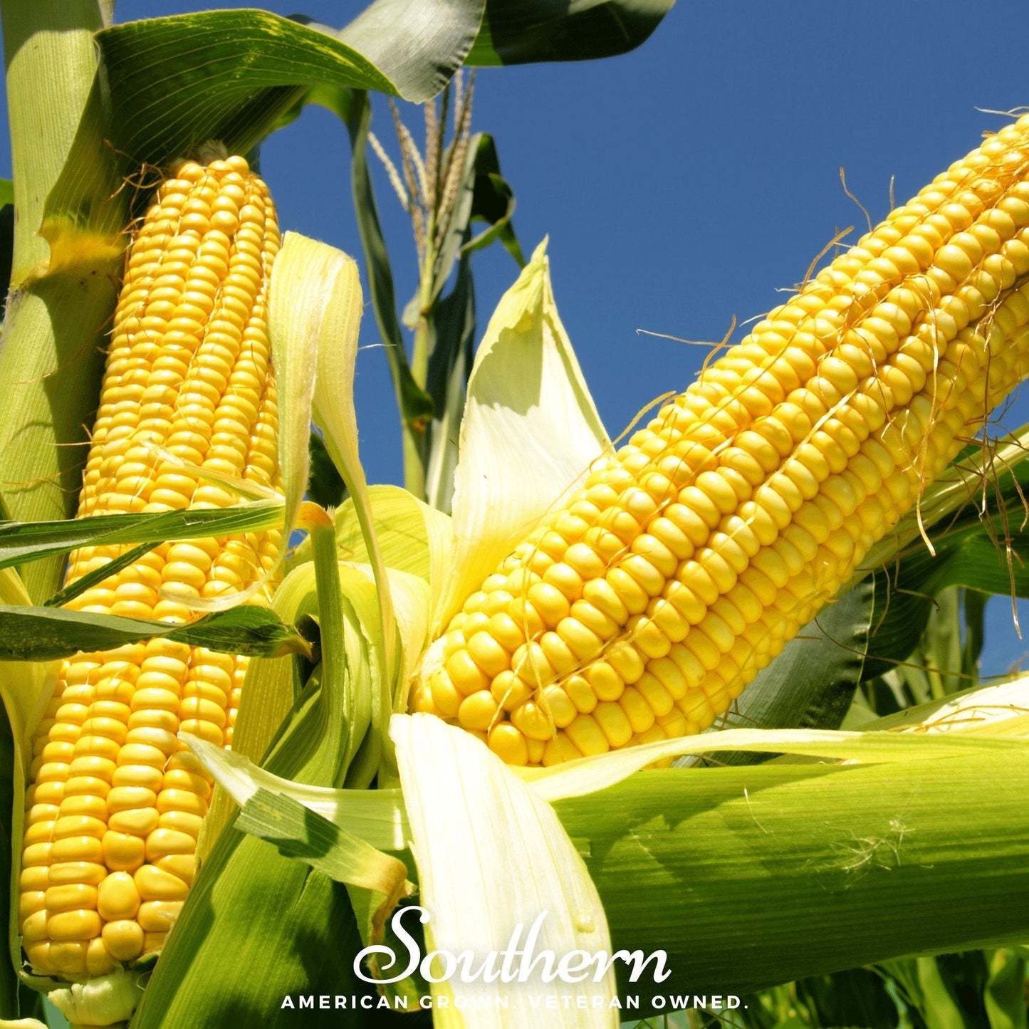 Bodacious Sweet Corn Seeds – Hybrid Yellow Corn, Large Ears, Non-GMO, 30 Seeds, American Grown