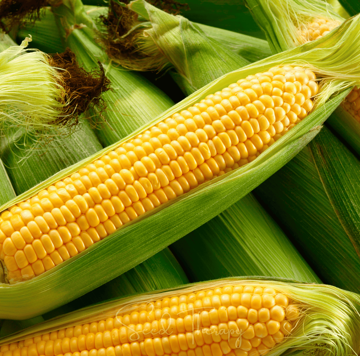 Kandy Korn Sweet Corn Seeds – Hybrid Non-GMO, Large 8-9 Inch Ears, Juicy Golden Kernels, High-Yield, Annual Zea mays