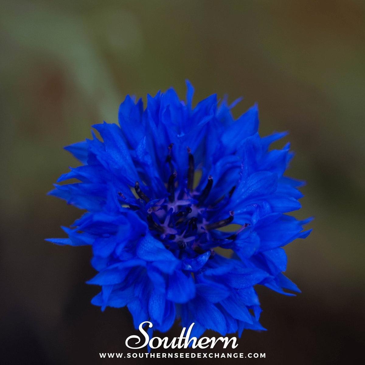 Tall Blue Cornflower Seeds | Heirloom Centaurea cyanus | Long-Lasting Blue Flowers for Cutting Gardens