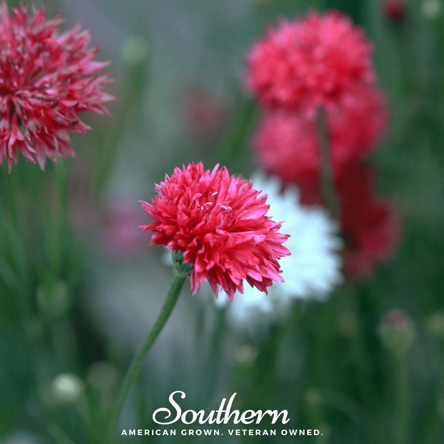 Tall Red Cornflower Seeds | Frilly True-Red Bachelor’s Button | Heirloom, Annual, Pollinator-Friendly, Centaurea cyanus