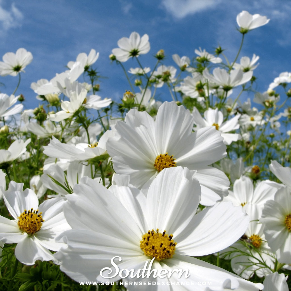 Purity Cosmos Seeds 100 Heirloom White Flowers Cosmos bipinnatus Annual Tall 4-6 ft