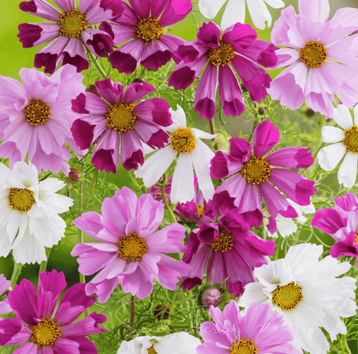Sea Shells Cosmos Seeds – Heirloom, Pink & White Tubular Flowers, Cut-and-Come-Again, Cosmos bipinnatus, 100 Seeds