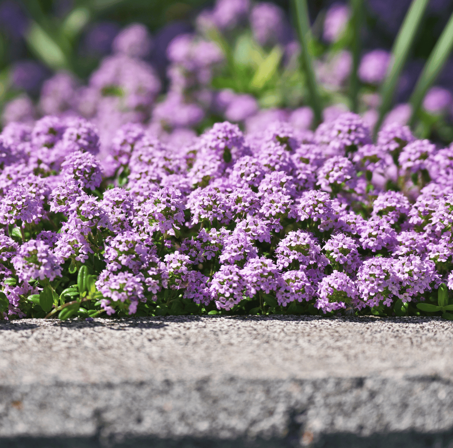 Creeping Thyme Seeds – 250 Non-GMO Heirloom Groundcover for Pathways, Lawn Alternative, Purple Flowers, Thymus serpyllum